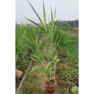 高度20厘米花叶芦竹