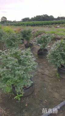 高度75厘米火焰卫矛