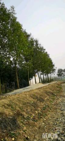 10公分大叶女贞