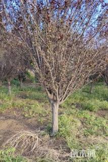 16公分绚丽海棠