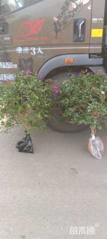 高度40厘米三角梅