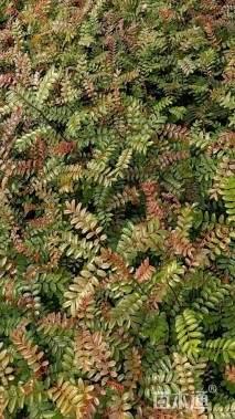 高度30厘米清香木小苗