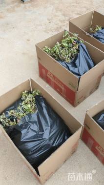 高度12厘米映山红