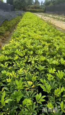 高度30厘米鸭脚木