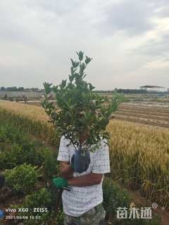 高度40厘米大叶黄杨