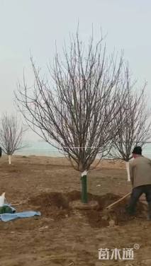 10公分八棱海棠