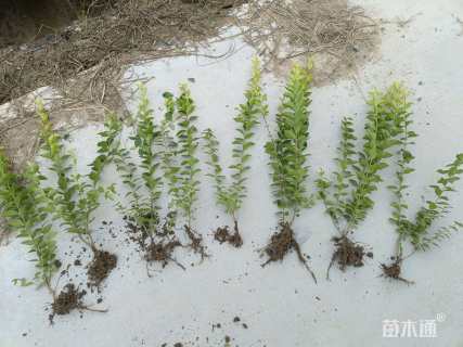 高度36厘米金叶女贞