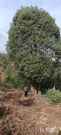 120公分丛生香樟