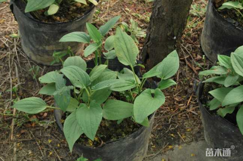 高度50厘米三白草