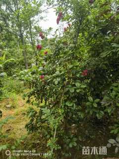 高度120厘米蔷薇