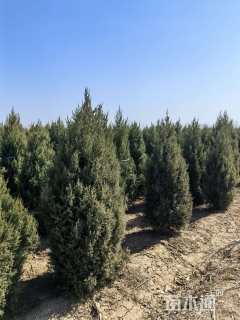 高度250厘米桧柏