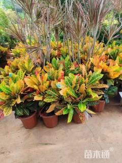 高度25厘米变叶木