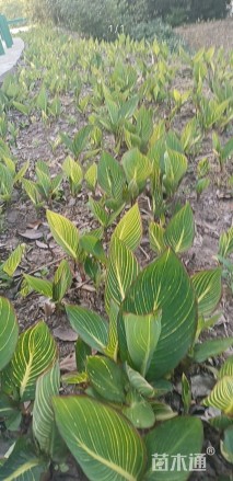高度25厘米花叶美人蕉
