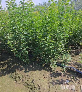 高度45厘米红梅小苗