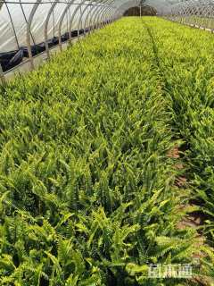 高度20厘米肾蕨