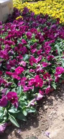 高度15厘米三色堇