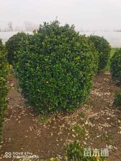 冠幅150厘米大叶黄杨球