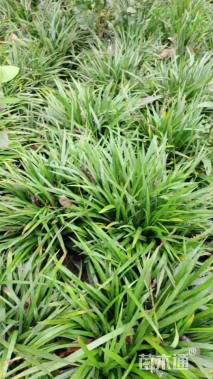 高度26厘米阔叶麦冬