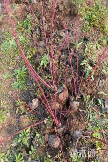 高度100厘米红瑞木