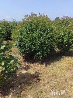 冠幅150厘米红叶石楠球