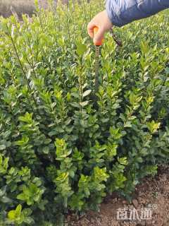 高度25厘米大叶黄杨