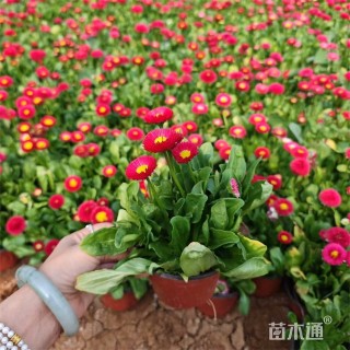 高度22厘米春菊