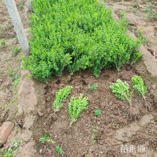 高度100厘米瓜子黄杨