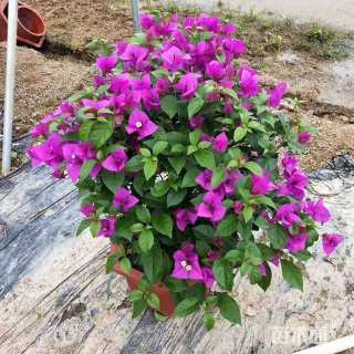 高度50厘米红花勒杜鹃