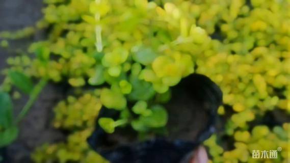 高度10厘米金叶过路黄