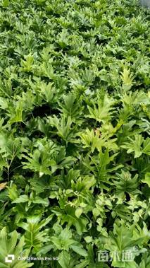 高度30厘米春羽