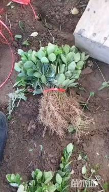 高度10厘米北海道黄杨