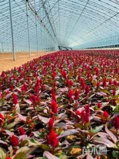 高度15厘米一支笔