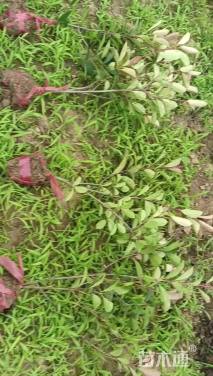 0.5公分红叶石楠