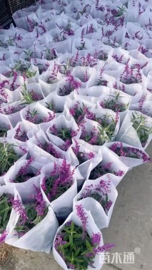 高度40厘米鼠尾草