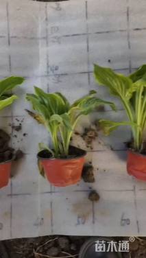 高度15厘米金边玉簪