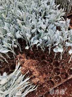 高度10厘米银叶菊