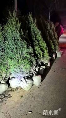 高度200厘米塔柏