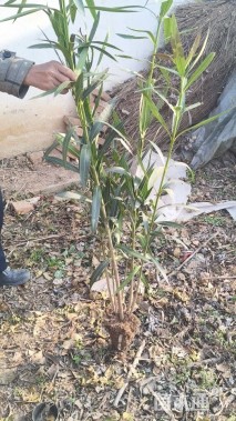 高度120厘米夹竹桃