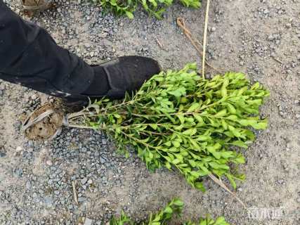 高度40厘米瓜子黄杨