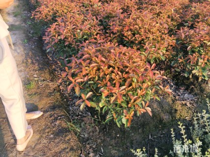 冠幅80厘米红叶石楠球
