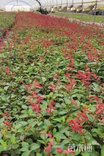 高度25厘米一串红