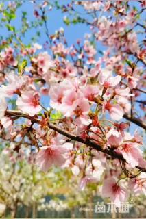 15公分染井红樱