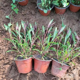 高度28厘米山桃草