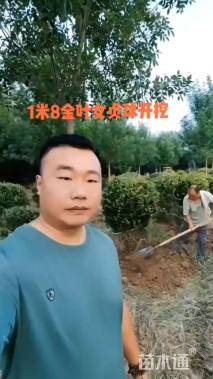 冠幅150厘米金叶女贞球