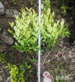 高度65厘米金森女贞