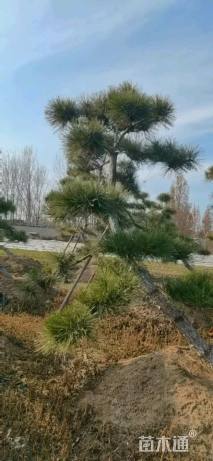 高度400厘米黑松