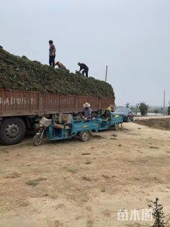 黑麦草