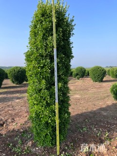 高度250厘米大叶黄杨柱