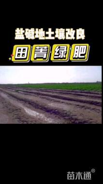 田菁种子