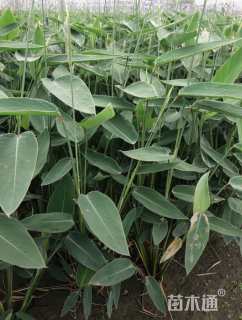 高度50厘米再力花